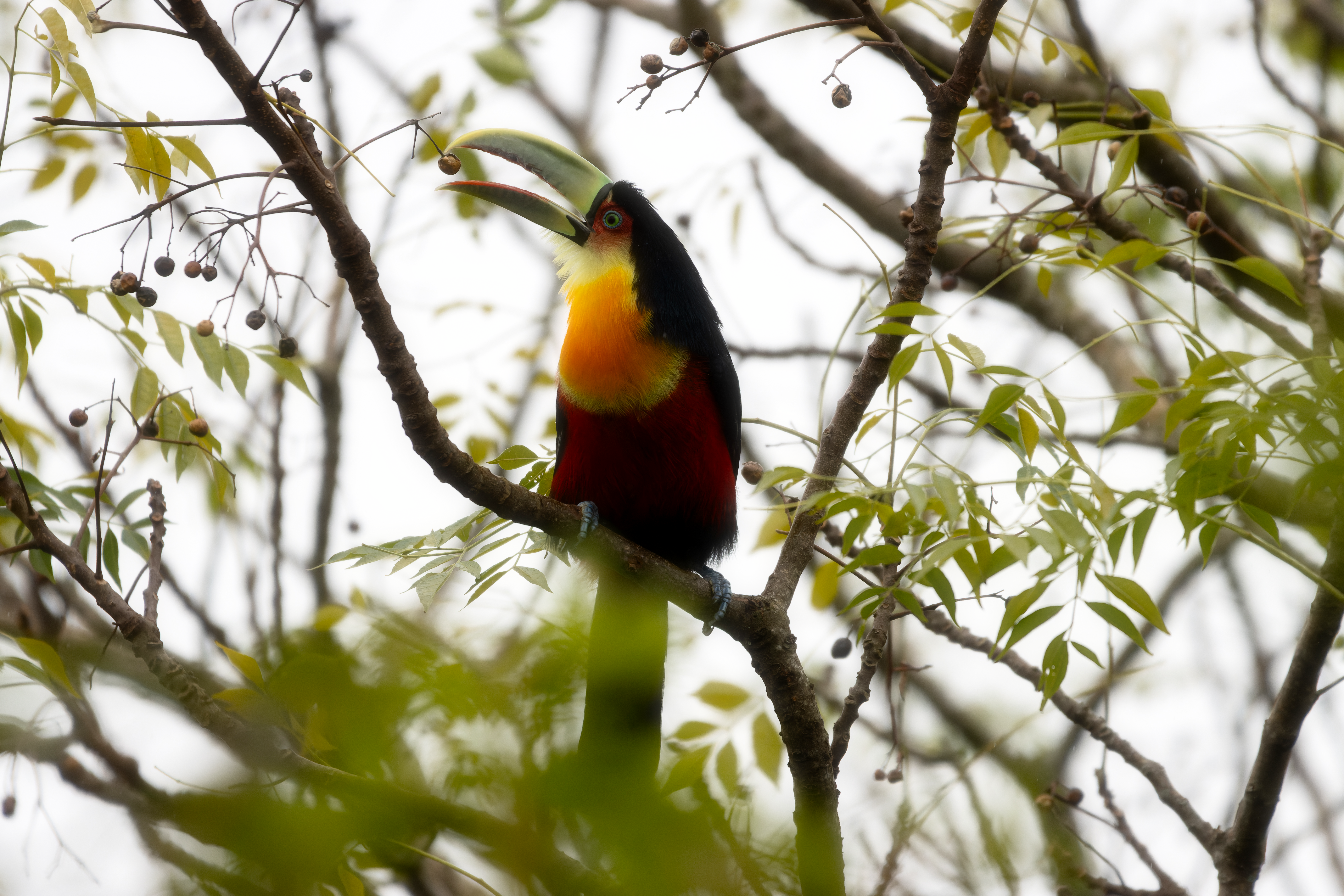 Tucano-de-bico-verde — Ramphastos dicolorus